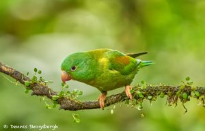 8937 Orange-chinned Parakeet (Bolborhynchus lineola), Laguna del Lagarto Lodge, Costa Rica