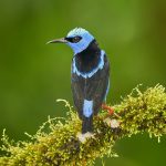 8939 Male Red-legged Honeycreeper (Cyanerpes cyaneus), Laguna del Lagarto Lodge, Costa Rica