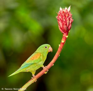 8940 Orange-chinned Parakeet (Bolborhynchus lineola), Laguna del Lagarto Lodge, Costa Rica