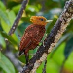 8990 Chestnut-colored Woodpecker (Celeus castaneus), Costa Rica