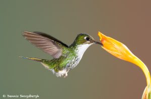 9001 Booted Racket-tail Hummingbird (Ocreatus underwoodii), Tandayapa Bird Lodge, Ecuador