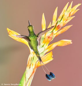 9000 Booted Racket-tail Hummingbird (Ocreatus underwoodii), Tandayapa Bird Lodge, Ecuador