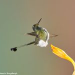 8999 Booted Racket-tail Hummingbird (Ocreatus underwoodii), Tandayapa Bird Lodge, Ecuador