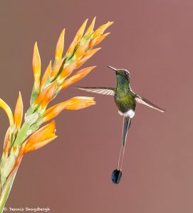8998 Booted Racket-tail Hummingbird (Ocreatus underwoodii), Tandayapa Bird Lodge, Ecuador