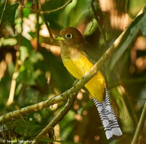 8957 Female Black-throated Trogon (Trogon rufus), Costa Rica