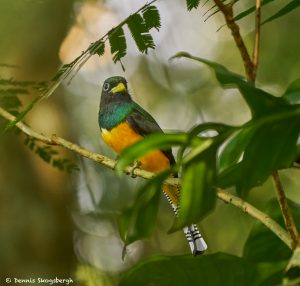 8956 Black-throated Trogon (Trogon rufus), Costa Rica