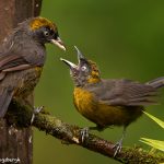 8879 Dusky-faced Tanager (Mitrospingus cassinii), Costa Rica