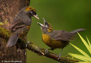 8879 Dusky-faced Tanager (Mitrospingus cassinii), Costa Rica