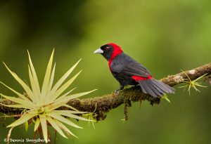 8880 Crimson-collard Tanager (Ramphocelus sanguinolentus), Costa Rica