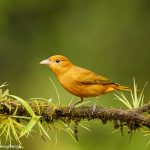 8886 Summer Tanager (Piranga rubra), Costa Rica