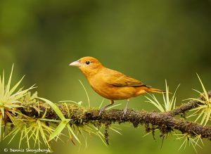 8886 Summer Tanager (Piranga rubra), Costa Rica