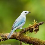 8881 Blue-gray Tanager (Thraupis episcopus), Costa Rica