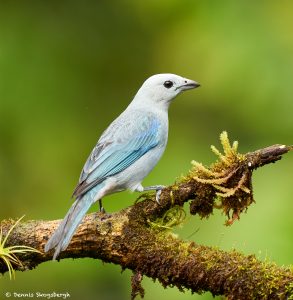 8881 Blue-gray Tanager (Thraupis episcopus), Costa Rica