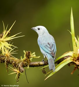 8882 Blue-gray Tanager (Thraupis episcopus), Costa Rica