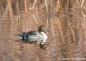 8420 Male Northern Pintail (Anas acute), Bosque del Apache, NM