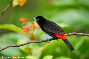 8890 Scarlet-rumped Tanager (Ramphocelus passerinii), Costa Rica