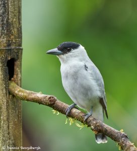 8889 Male Black-crowned Tityra (Tityra inquisitor), Costa Rica