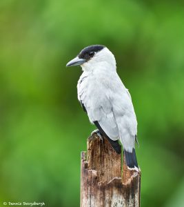 8958 Male Black-crowned Tityra (Tityra inquisitor), Costa Rica