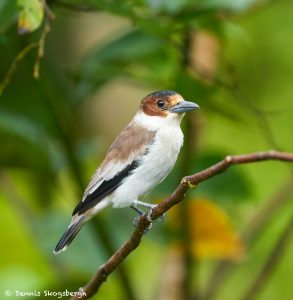 8888 Female Black-crowned Tityra (Tityra inquisitor), Costa Rica