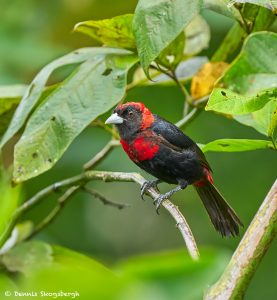 8961 Immature Crimson-collard Tanager (Ramphocelus sanguinolentus), Costa Rica