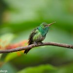 8865 Rufous-tailed Hummingbird (Amazilia tzacatl), Costa Rica