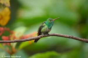 8865 Rufous-tailed Hummingbird (Amazilia tzacatl), Costa Rica