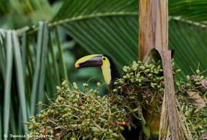 8964 Chestnut-mandibled Toucan (Ramphastos swainsonii), Costa Rica