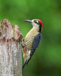 8892 Black-cheeked Woodpecker (Melanerpes pucherani), Costa Rica