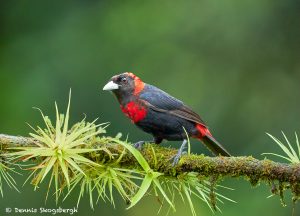 8965 Immature Crimson-collard Tanager (Ramphocelus sanguinolentus), Costa Rica