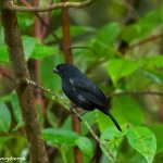 8986 Male White-lined Tanager (Tachyphonus rufus), Costa Rica