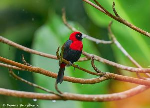 8967 Crimson-collard Tanager (Ramphocelus sanguinolentus), Costa Rica