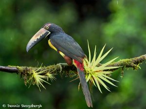 8904 Collared Aracari (Pteroglossus torquatus), Costa Rica