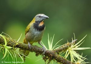 8968 Buff-throated Saltator (Saltator maximus), Costa Rica