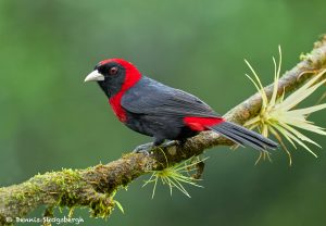 8896 Crimson-collard Tanager (Ramphocelus sanguinolentus), Costa Rica