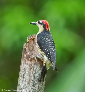 8897 Black-cheeked Woodpecker (Melanerpes pucherani), Costa Rica