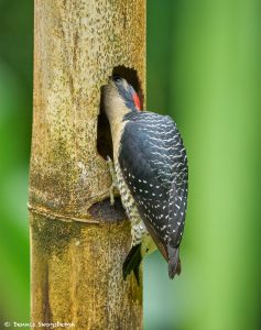 8899 Black-cheeked Woodpecker (Melanerpes pucherani), Costa Rica