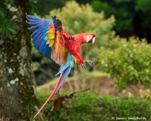 8480 Scarlet Macaw (Ara macao), Costa Rica