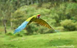 8485 Great Green Macaw (Ara ambiguus), Costa Rica