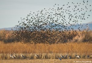 8346 Swarming Flock of Red-winged Blackbirds. Bosque del Apache, NM