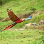8481 Scarlet Macaw (Ara macao), Costa Rica