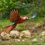 8482 Scarlet Macaw (Ara macao), Costa Rica