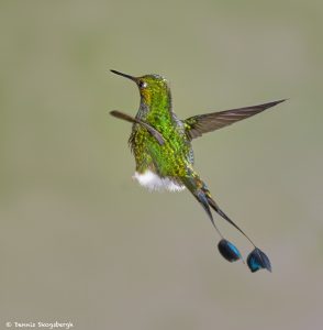 9010 Booted Racket-tail Hummingbird (Ocreatus underwoodii), Tandayapa Bird Lodge, Ecuador