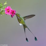 9011 Booted Racket-tail Hummingbird (Ocreatus underwoodii), Tandayapa Bird Lodge, Ecuador