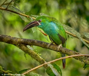 9016 Crimson-rumped Toucanet (Aulacorhynchus haematopygus), Ecuador