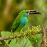 9017 Crimson-rumped Toucanet (Aulacorhynchus haematopygus), Ecuador