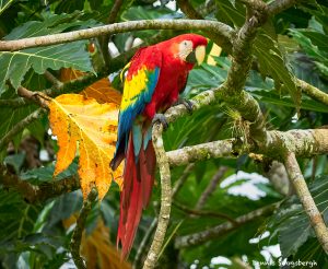 8483 Scarlet Macaw (Ara macao), Costa Rica
