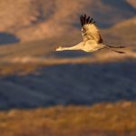 8348 Sunrise, Sandhill Crane (Grus canadensis), Bosque del Apache, NM