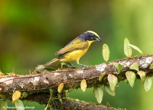 9019 Thick-billed Euphonia (Euphonia laniirostris), Ecuador