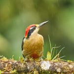 9020 Black-cheeked Woodpecker (Melanerpes pucherani), Ecuador