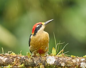 9020 Black-cheeked Woodpecker (Melanerpes pucherani), Ecuador